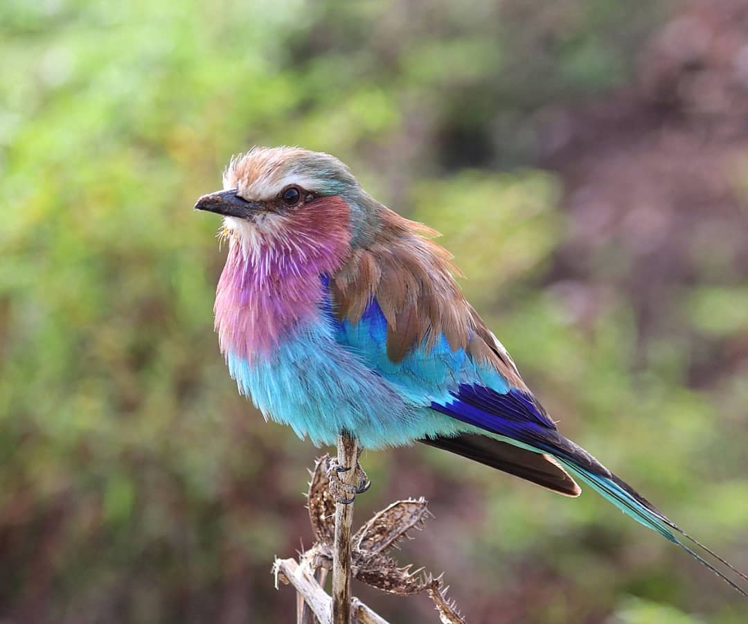 Lilac-breasted Roller