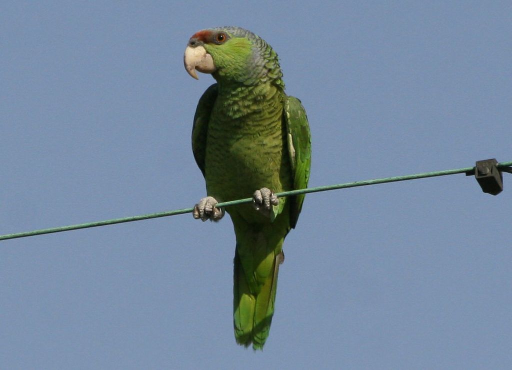 Lilac-crowned Parrot