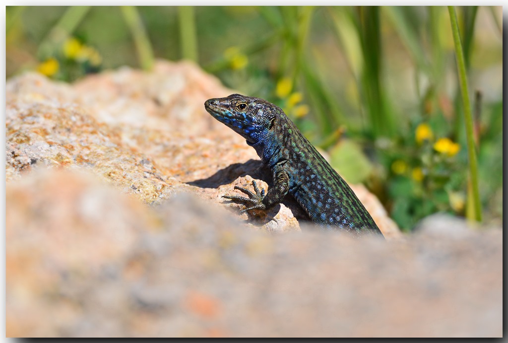 Lilford's Wall Lizzard