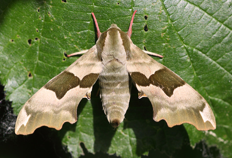 Lime Hawkmoth