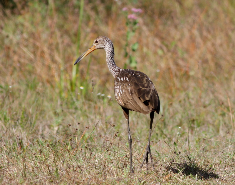 Limpkin