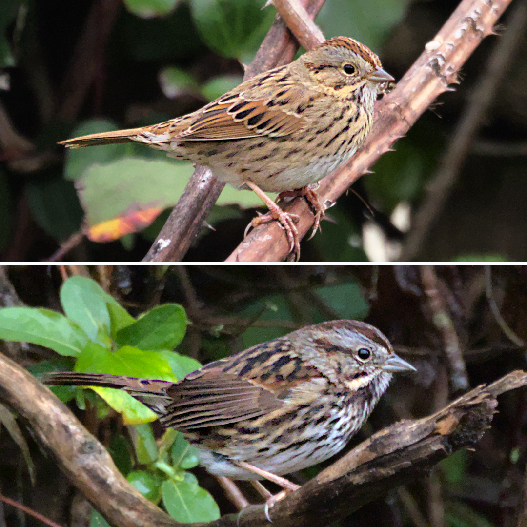 Lincoln's Sparrow vs. Song Sparrow