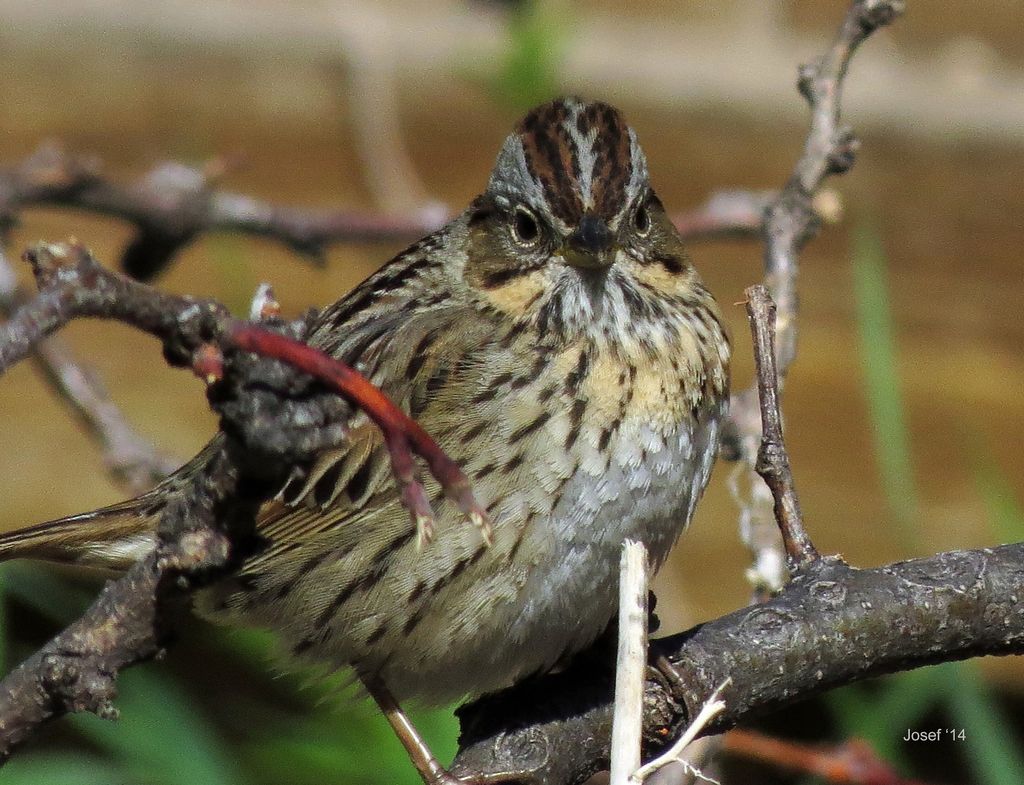 Lincoln's Sparrow