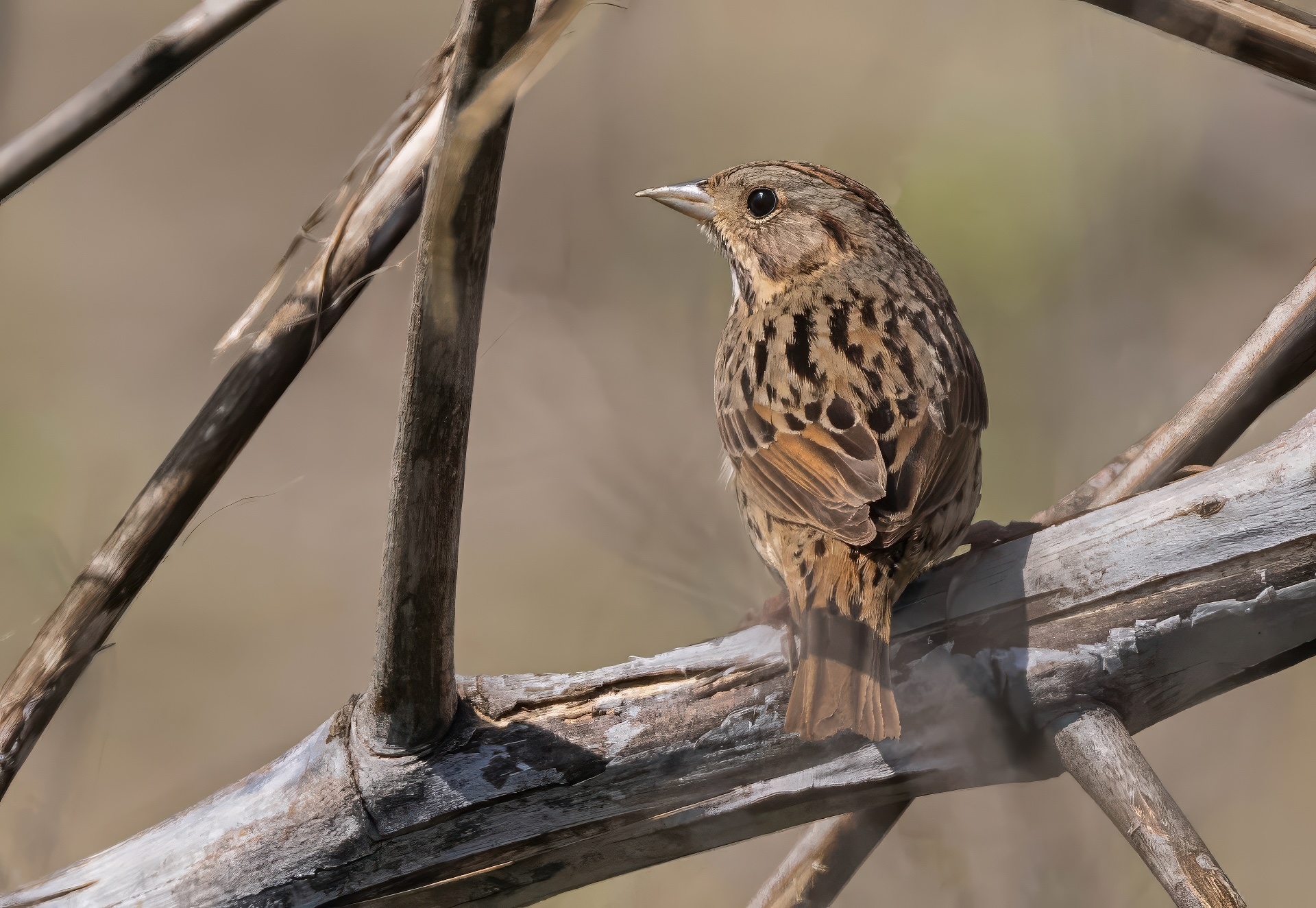 Lincoln's Sparrow