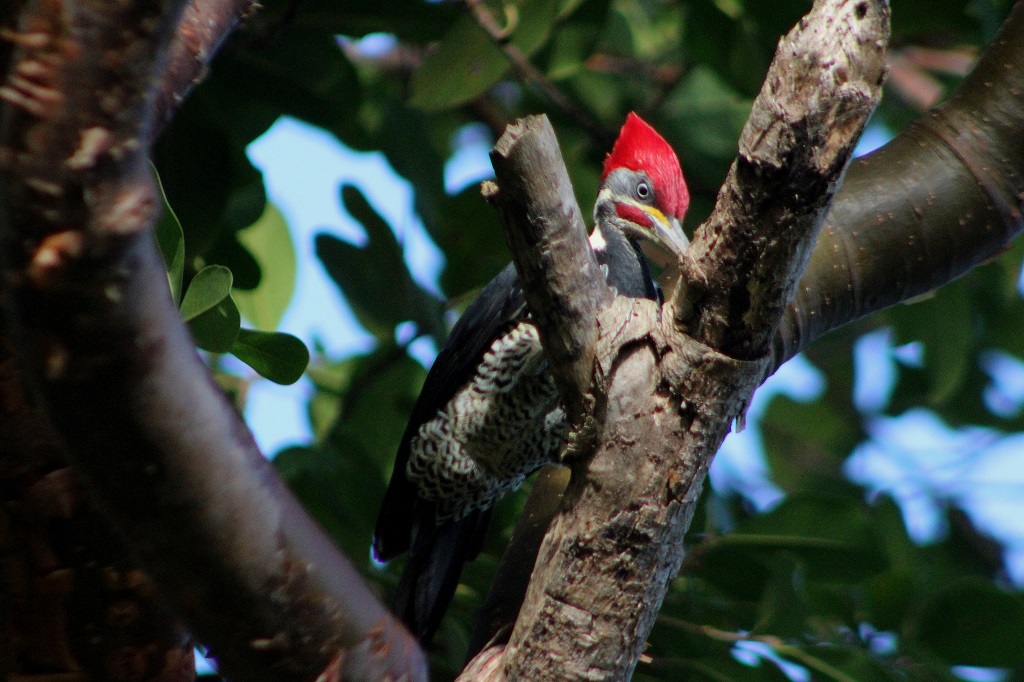 Lineated Woodpecker (male)