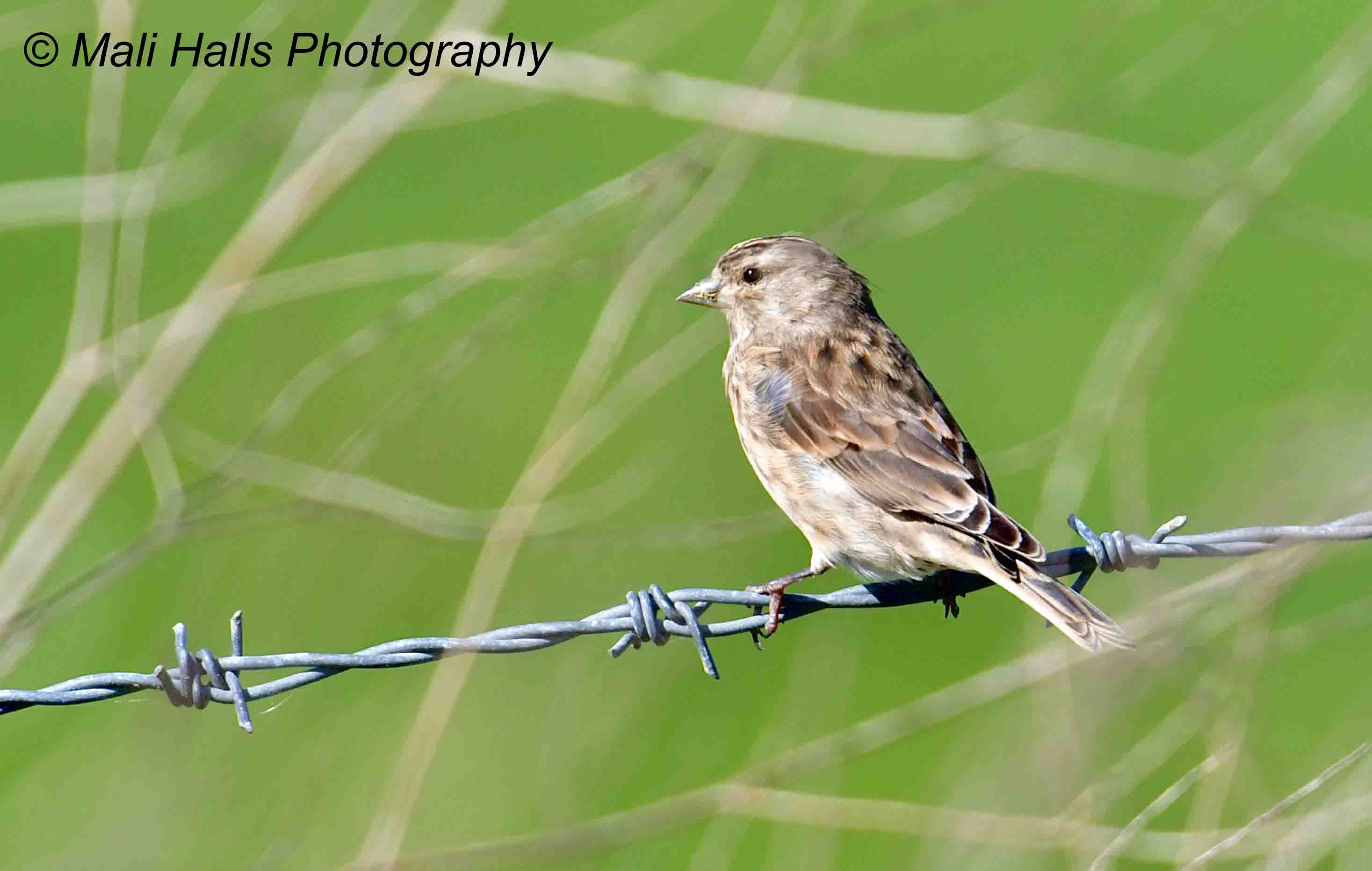 Linnet 4552.jpg