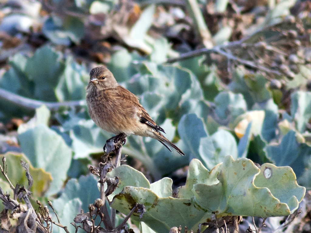 Linnet innit?