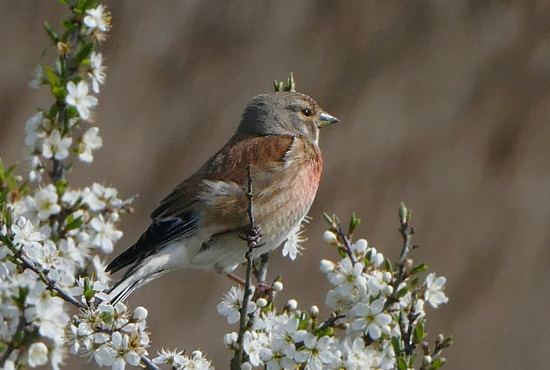 Linnet