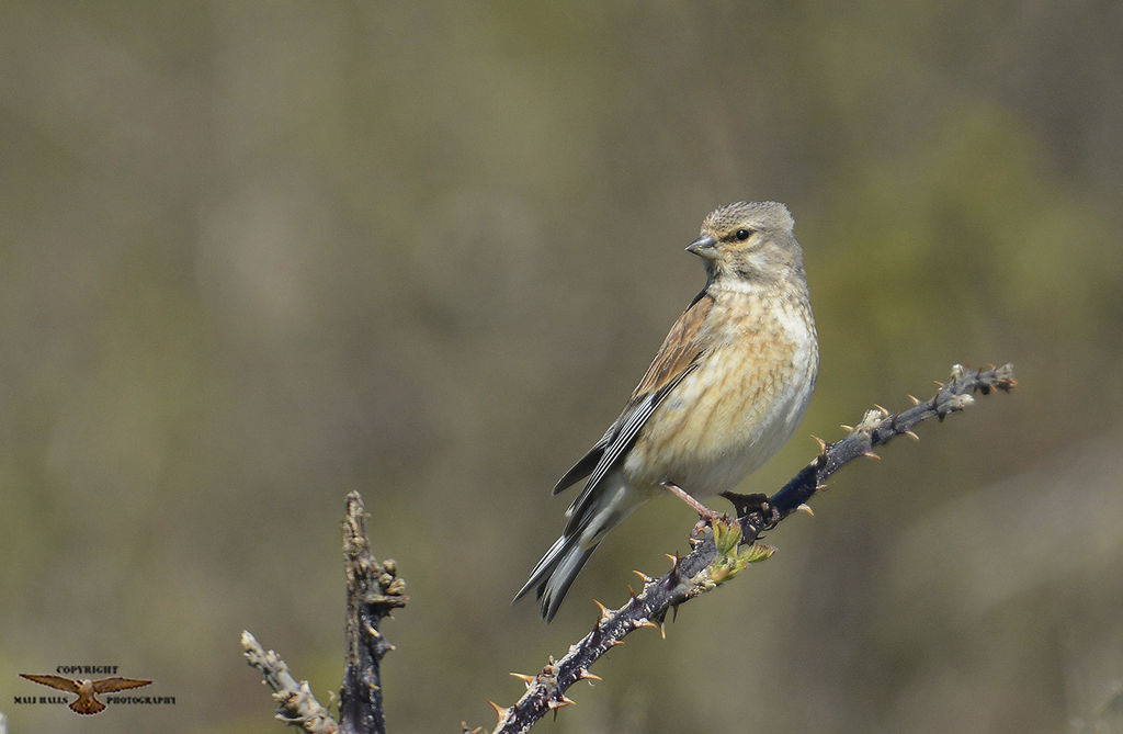 Linnet