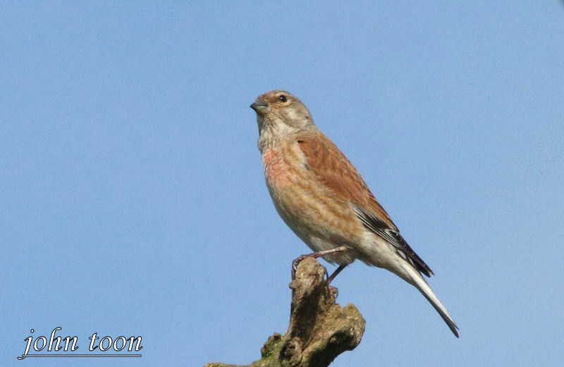 linnet