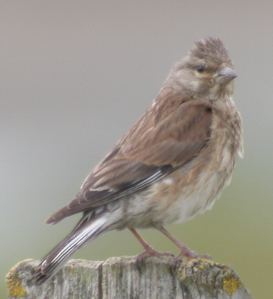 Linnet