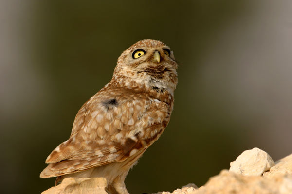 Littel Owl