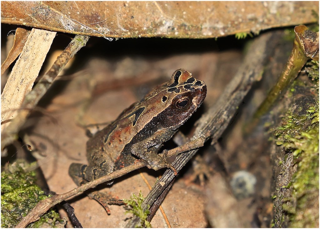 Litter Toad