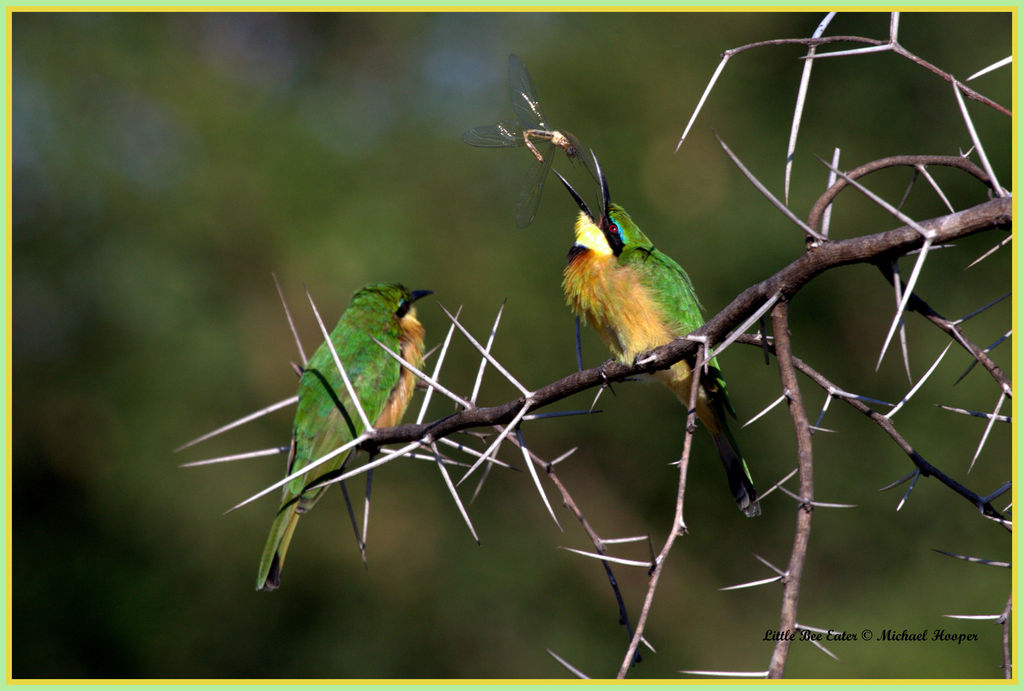 Little Bee Eater