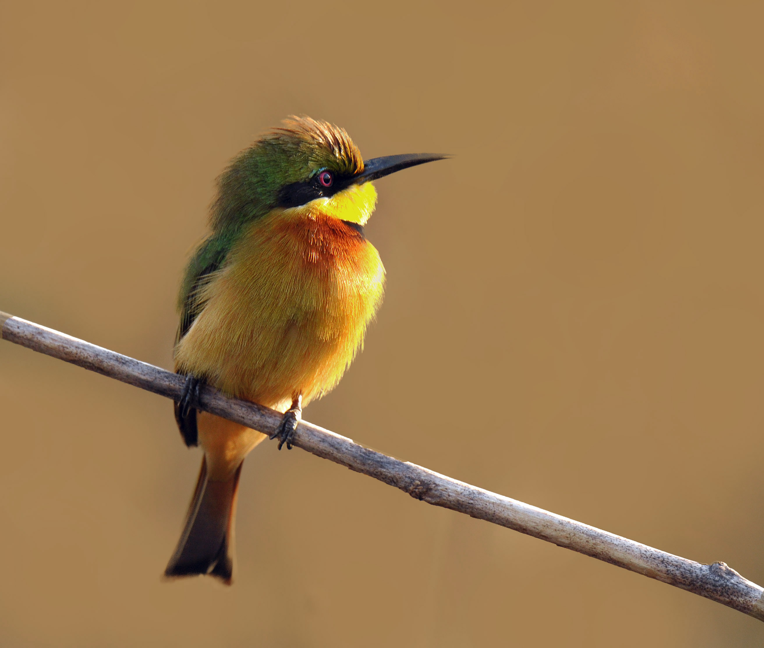 Little Bee Eater.