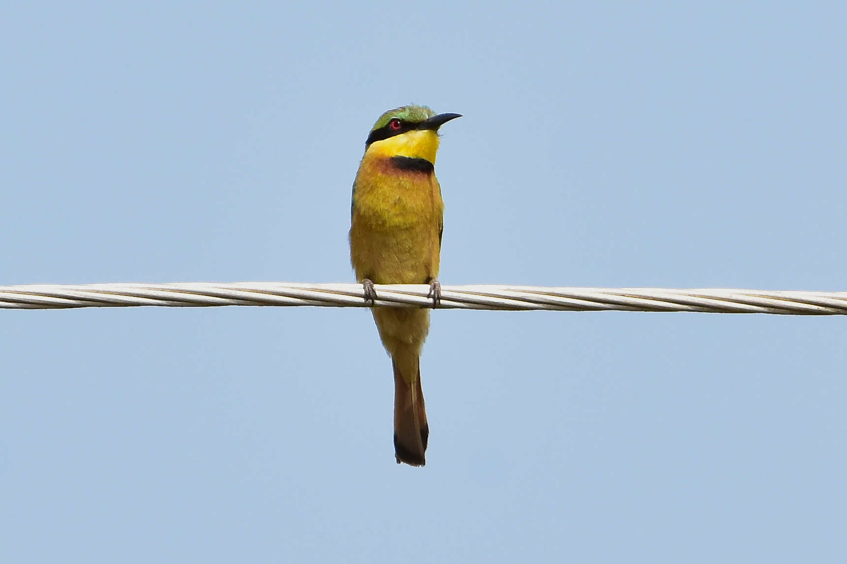 Little Bee-Eater