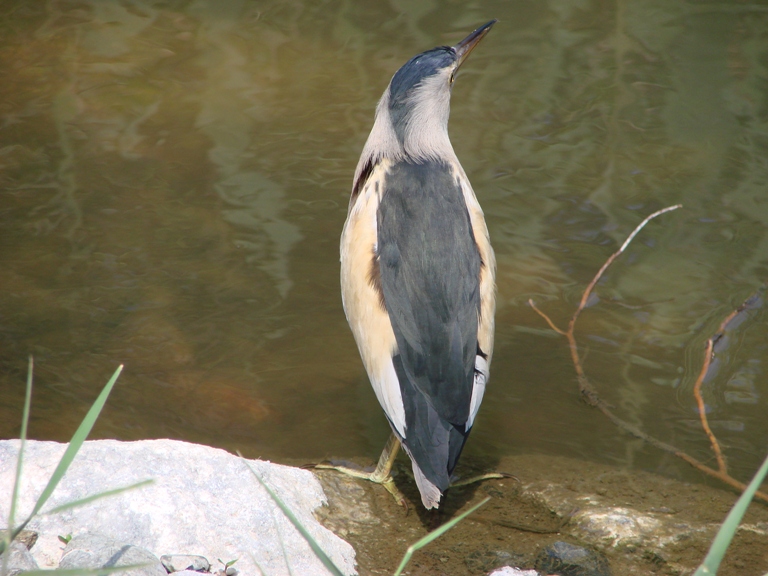 Little Bittern 2