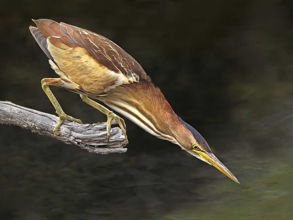 Little Bittern