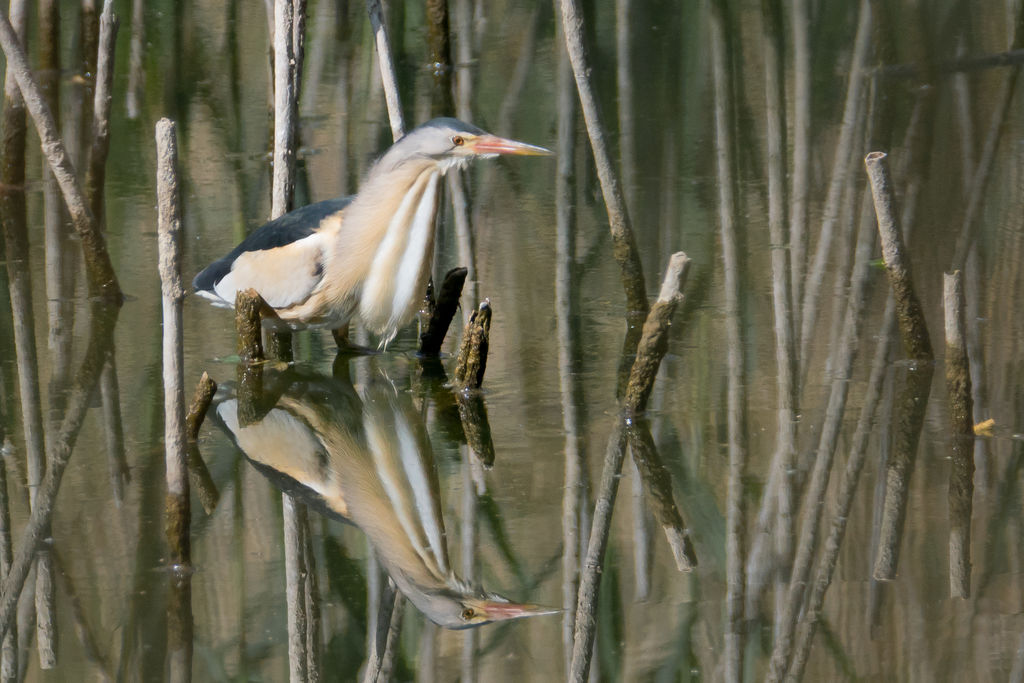 Little Bittern