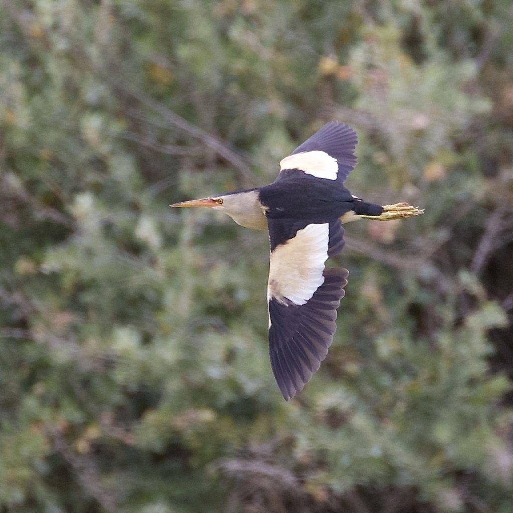 Little Bittern