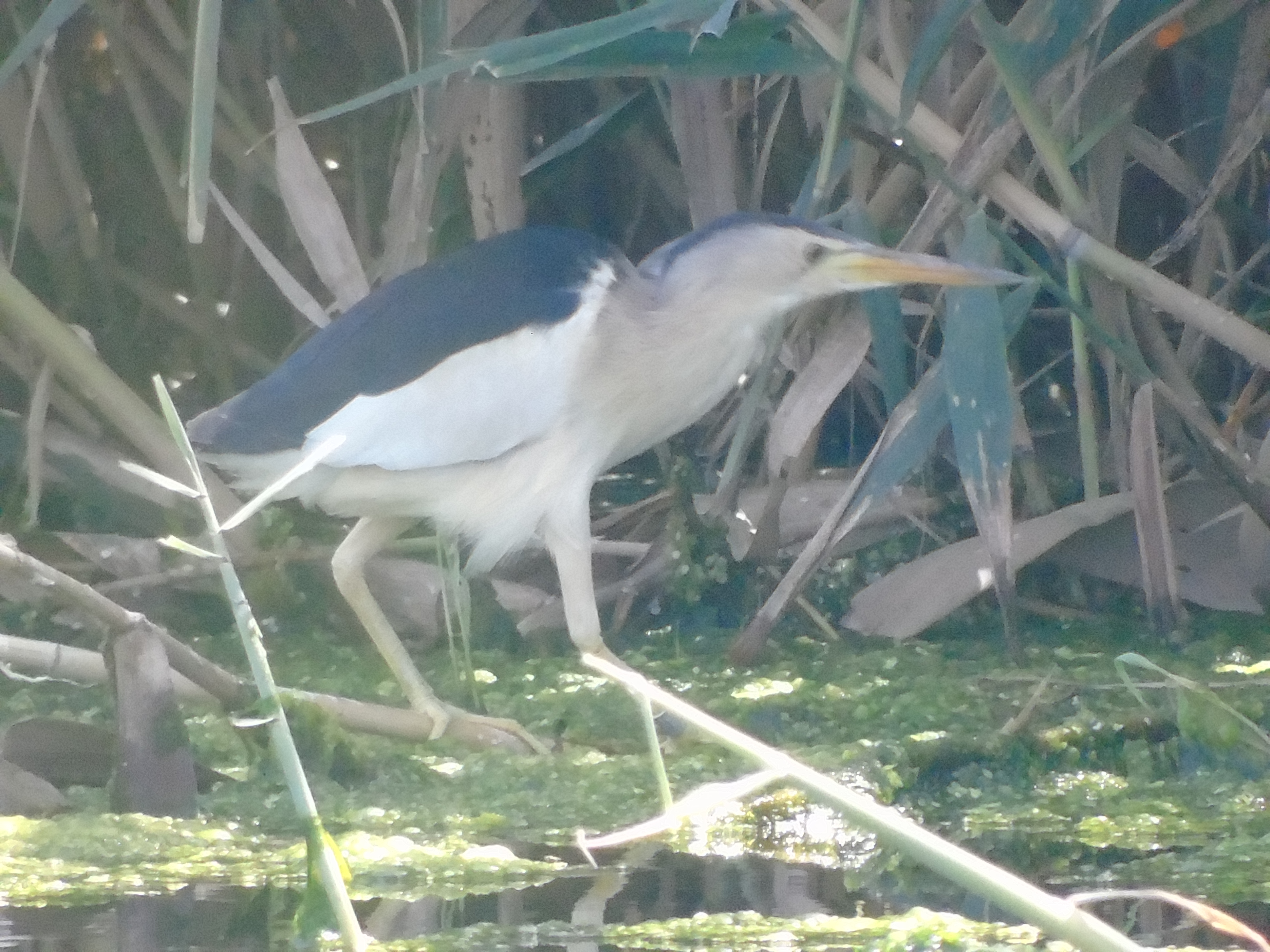 Little bittern