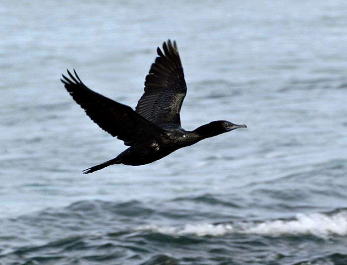 little black cormorant in flight