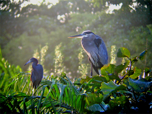 Little blue, great blue