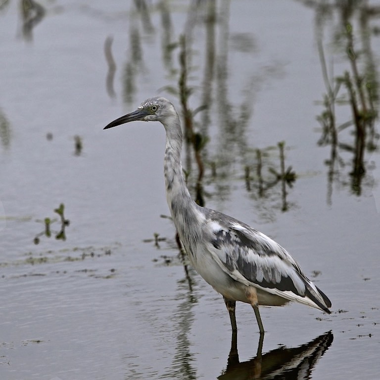 Little Blue Heron (juvenile)