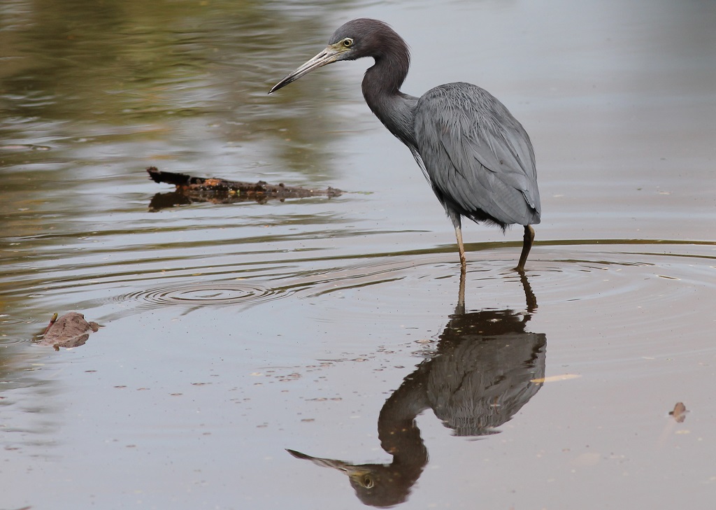 little blue heron