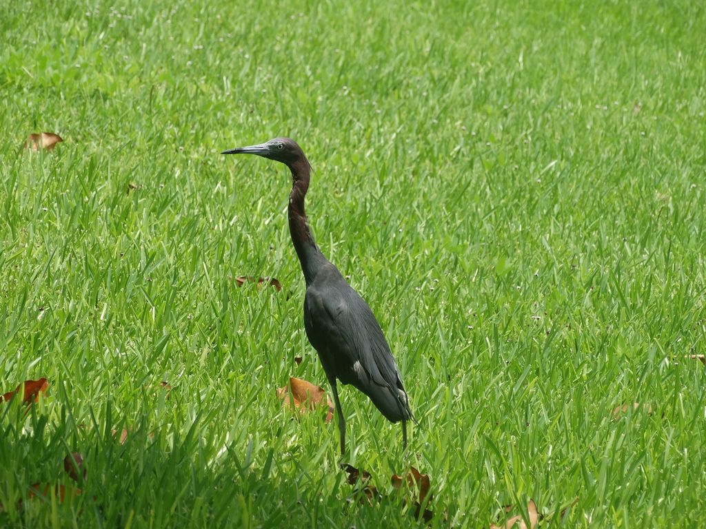 Little Blue Heron