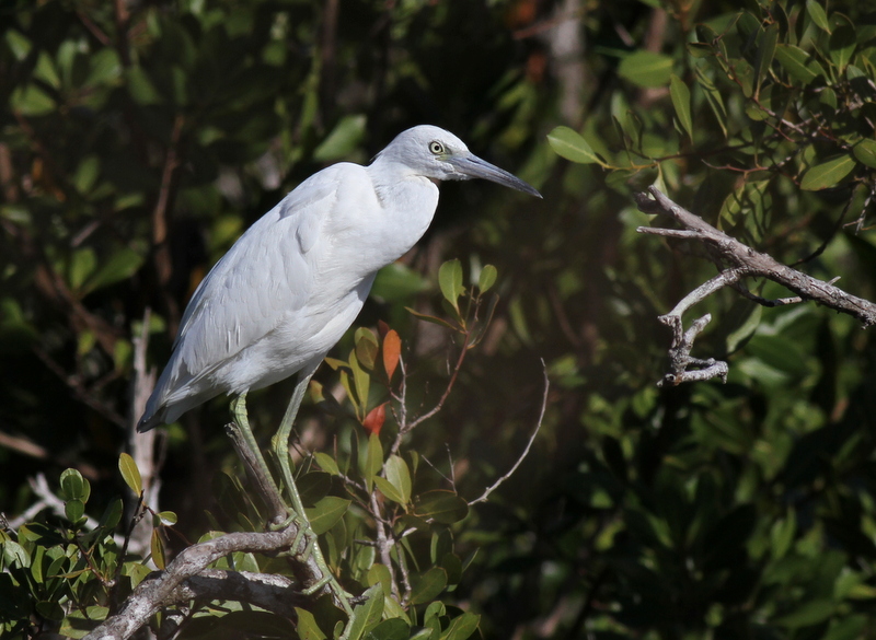 Little Blue Heron