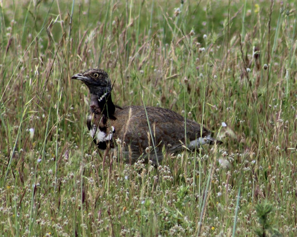 Little Bustard