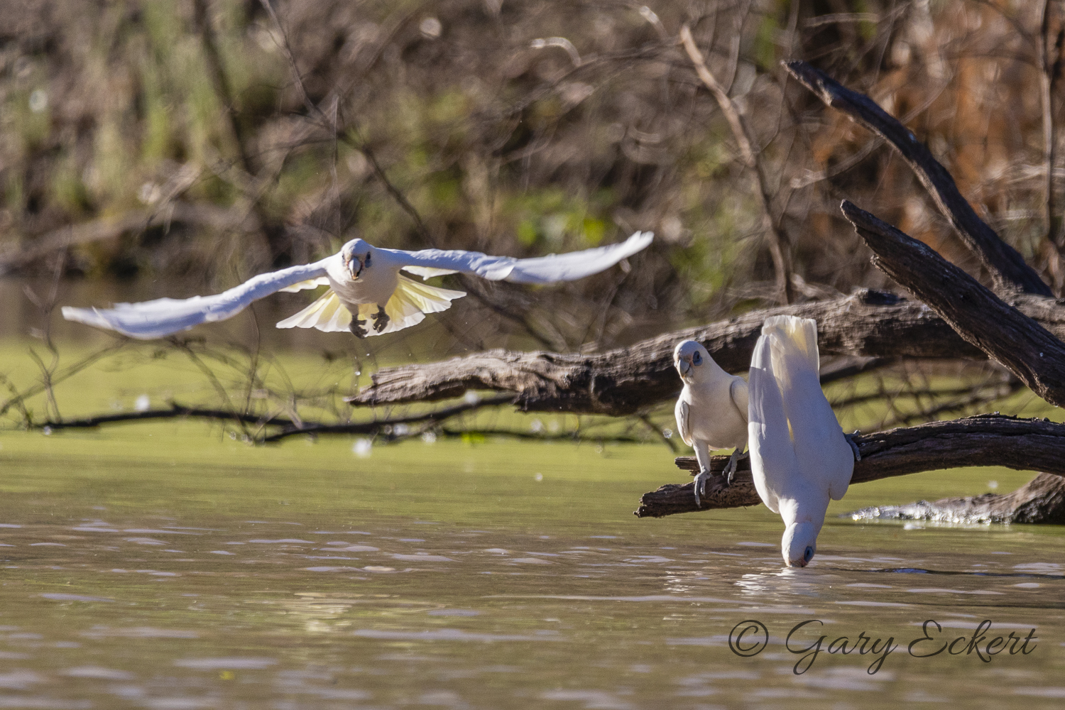 Little Corella