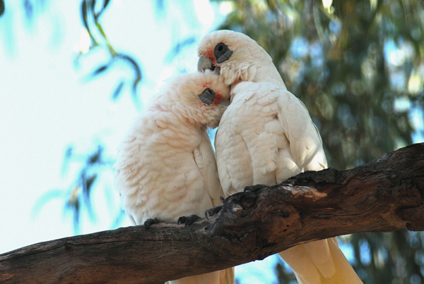 Little Corellas