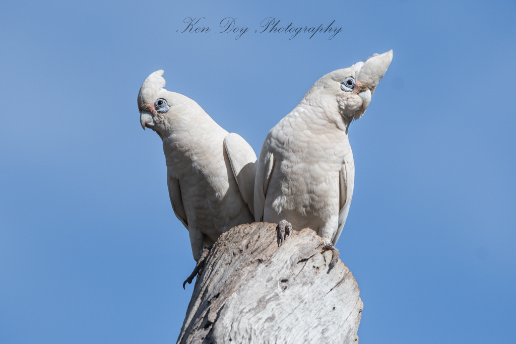 Little Corellas