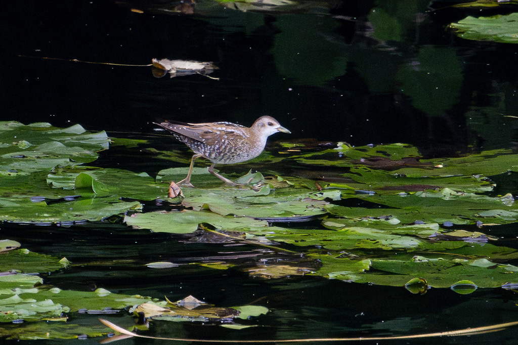 Little Crake