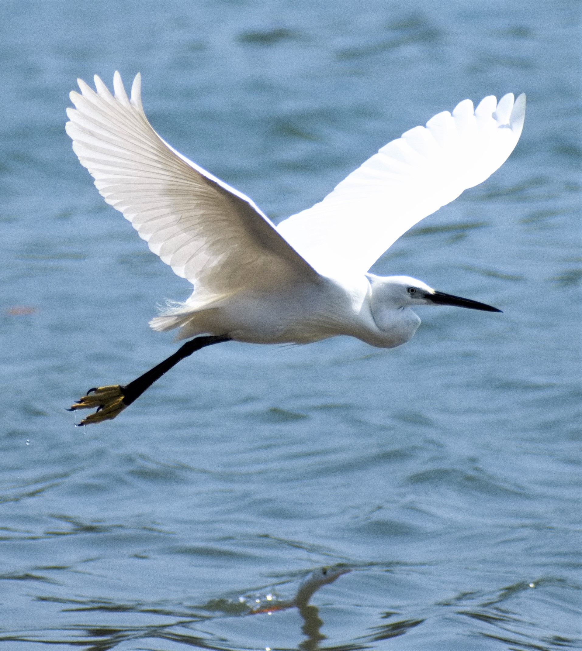 Little Egret and Fish Jumping