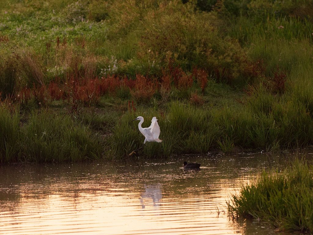 Little Egret landing