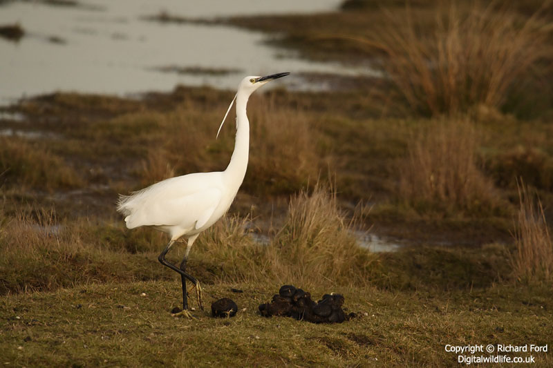 Little Egret