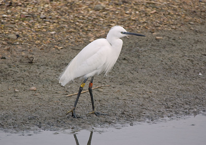 Little Egret