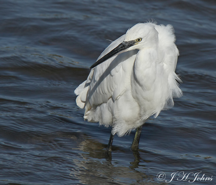 Little Egret