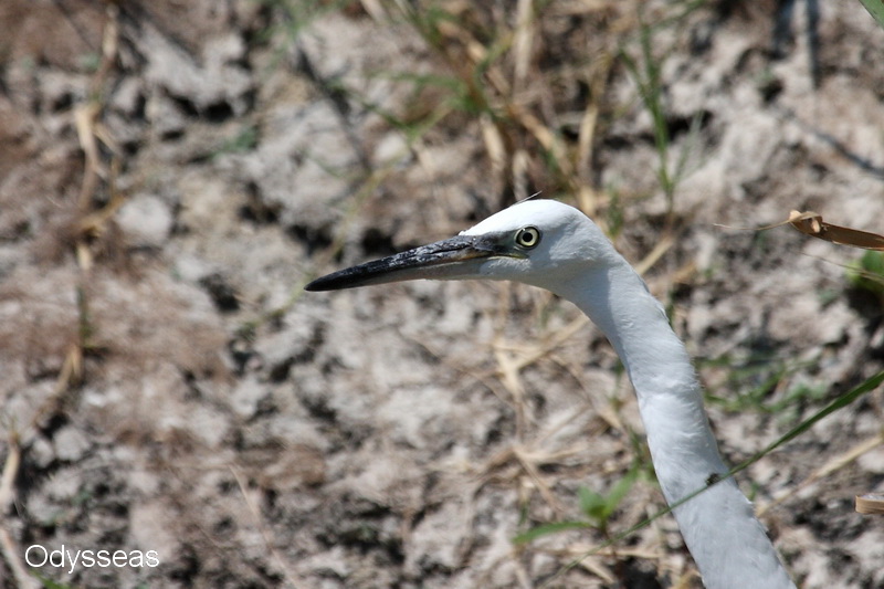 Little egret