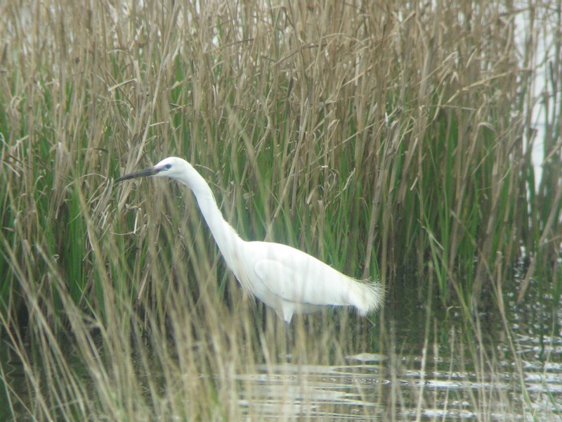 Little Egret