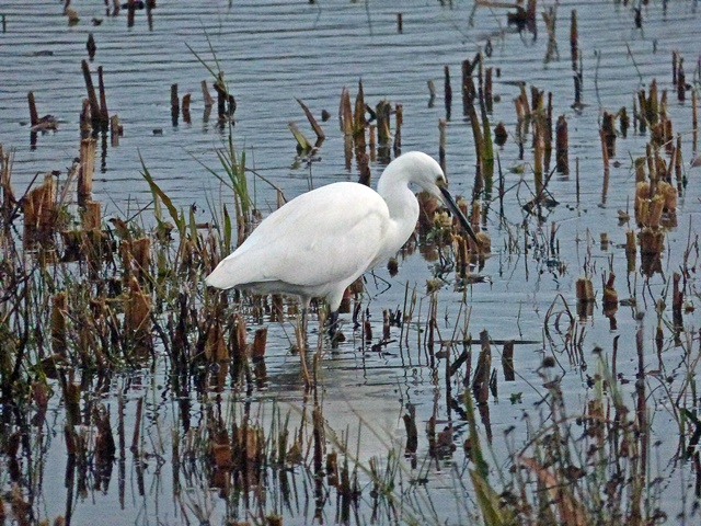 Little Egret