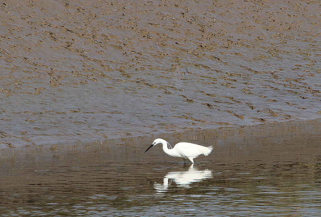 Little Egret