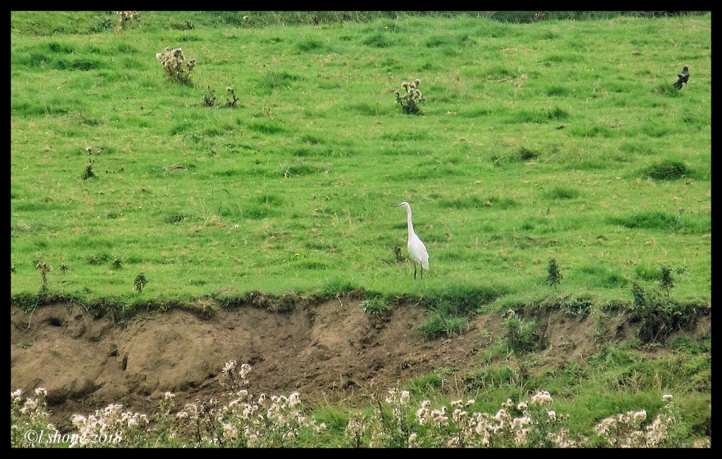 Little Egret