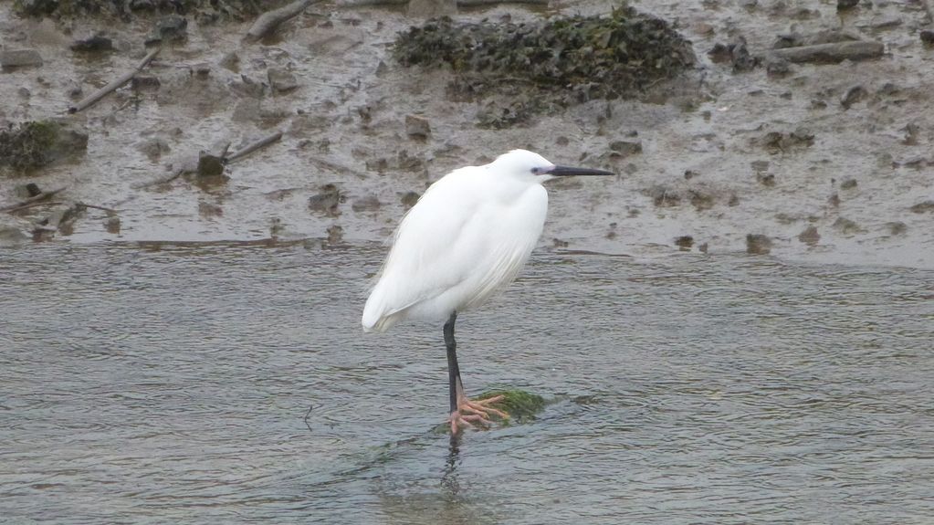 Little Egret