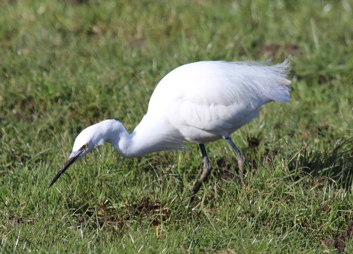 Little Egret