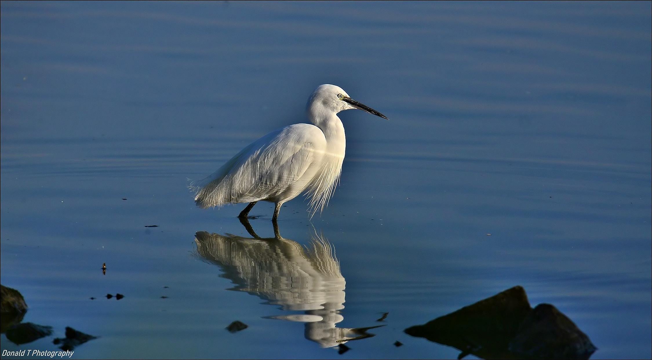 Little Egret