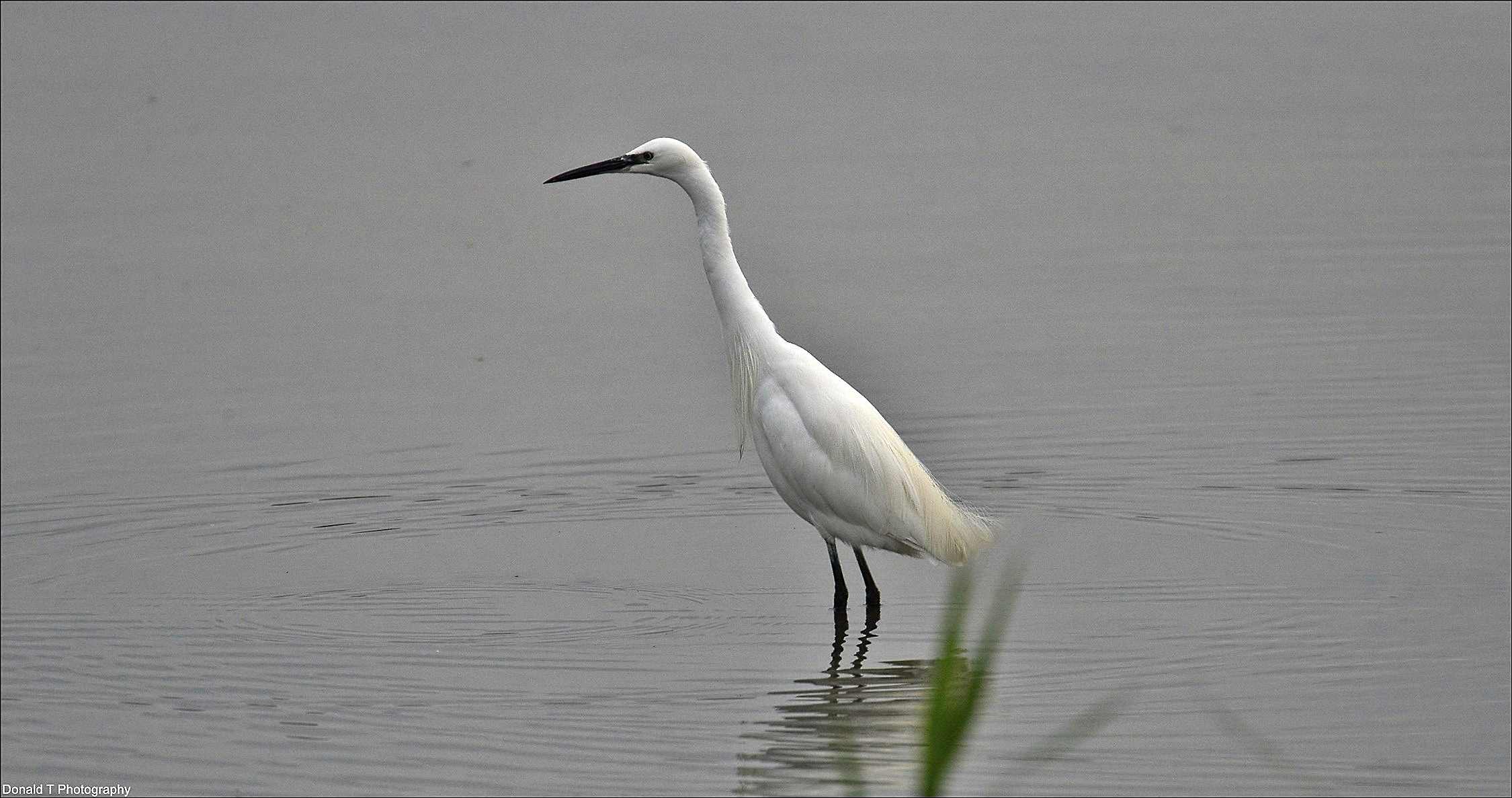 Little Egret